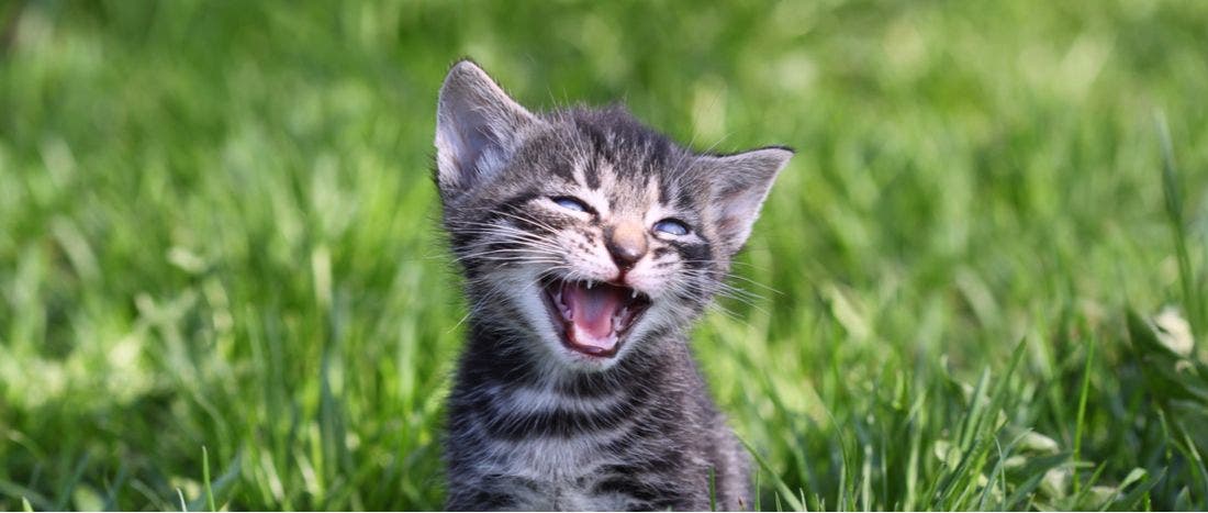 A guide to cat idioms and expressions, and how to use them - YP