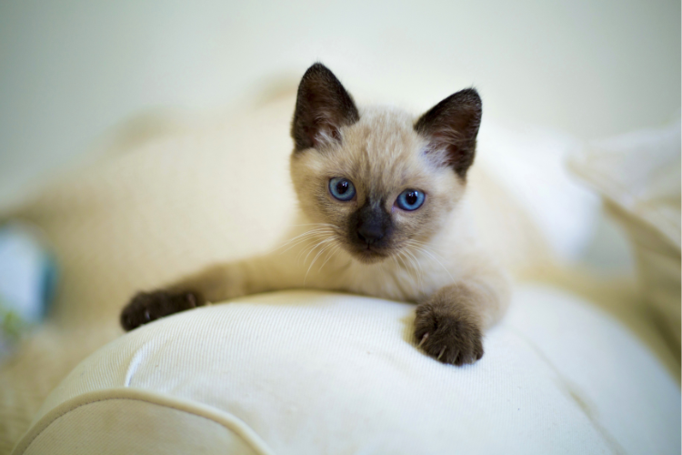 a Siamese cat, the best cat breed for a Leo