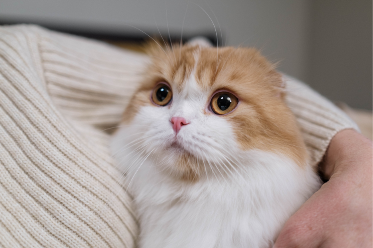 A Scottish Fold cat, the best cat breed for a Virgo