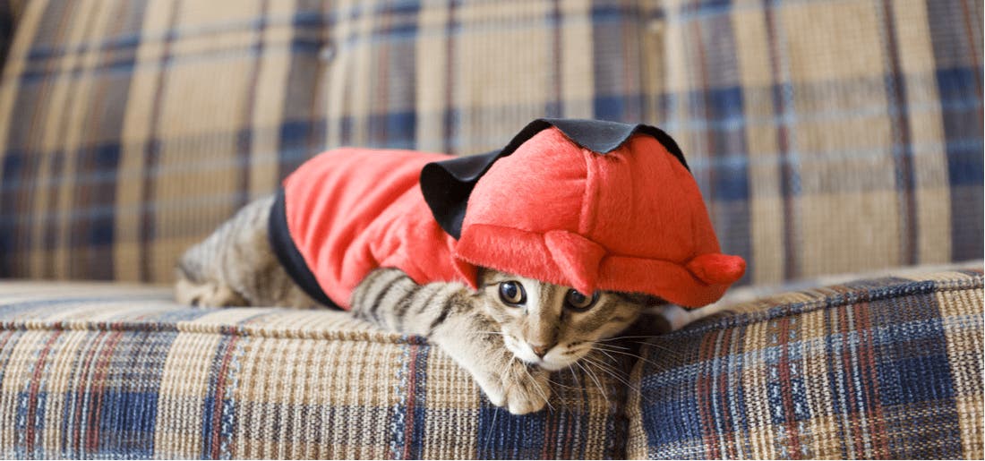 Cat Clothes, Cat Clothing, Clothes for Cats, Cat-toure