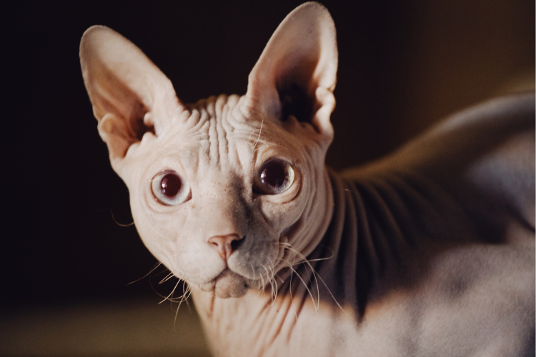 a Sphynx cat, the best cat breed for a Scorpio