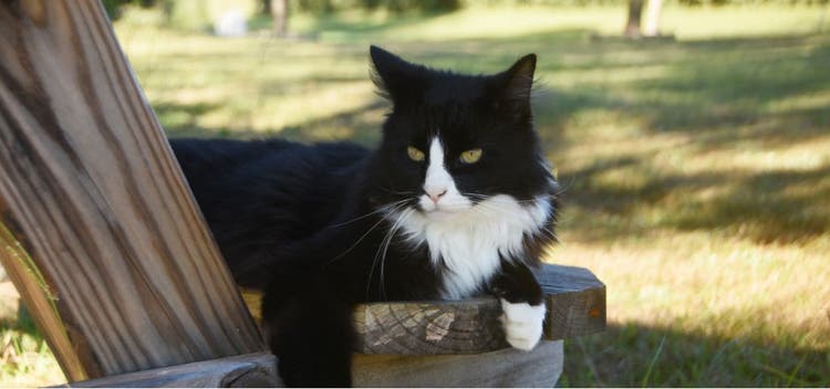 Tuxedo cat resting on a picnic table.