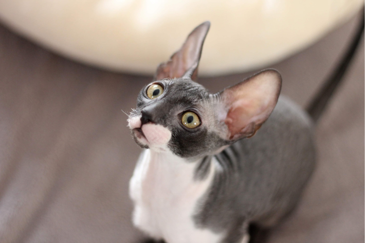 A Cornish Rex cat, the best cat breed for a Taurus