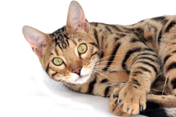 A Bengal cat, the best cat breed for a Sagittarius