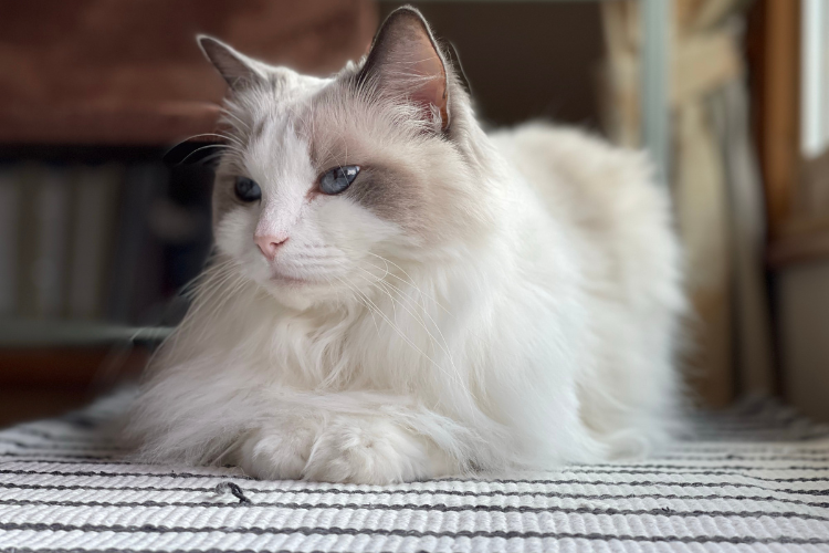 A Ragdoll cat, the best cat breed for a Cancer