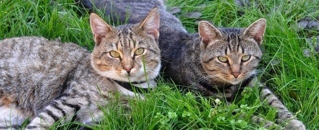 Flea collars for hotsell cats do they work