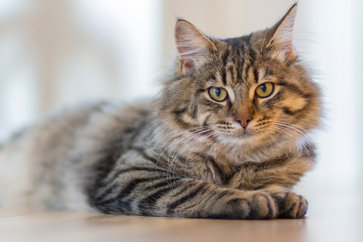 A Maine Coon cat, the best cat breed for an Aquarius