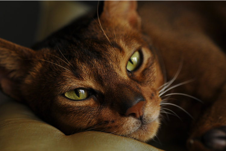 an Abyssinian cat, the best cat breed for a Gemini