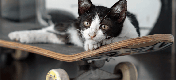 A cool cat on a skateboard.