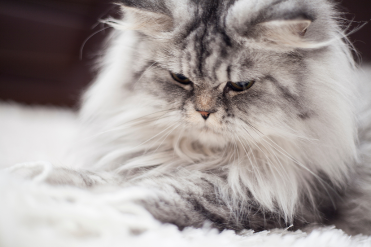 A Persian cat, the best cat breed for a Libra