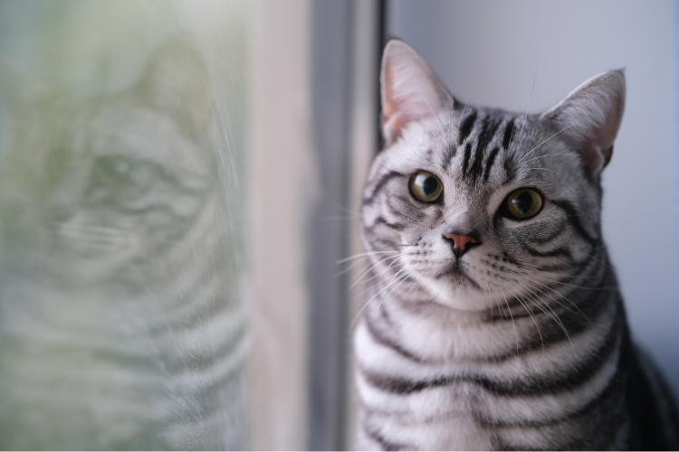 An American Shorthair cat, the best cat breed for an Aries