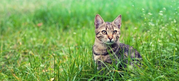 Dangers for outdoor cats.