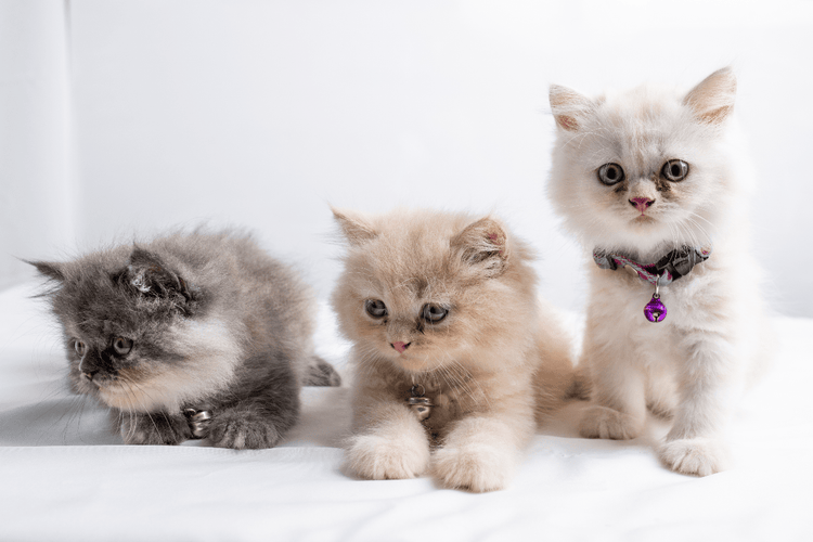 Three fluffy kittens -- one grey, one orangish-white, and one white.