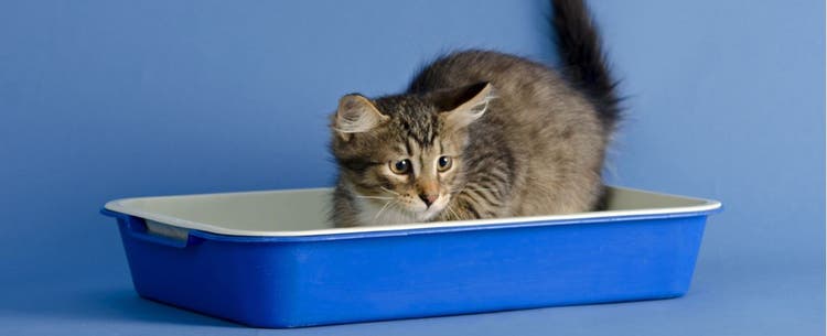 A cat sits in its blue litter box.