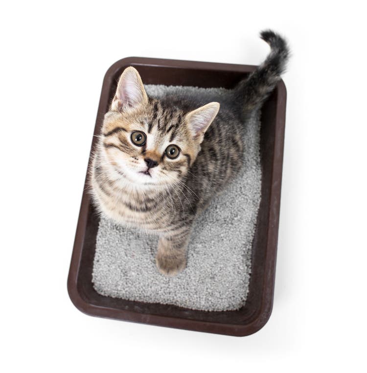 I moved my cats litter box best sale