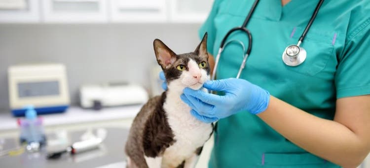 Why your cat needs pet insurance.