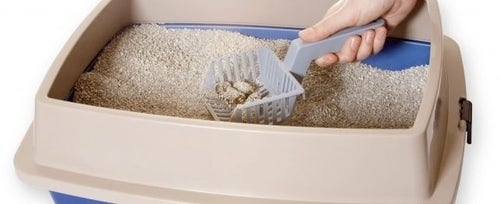 Litter Box Training: Everything You Should Know