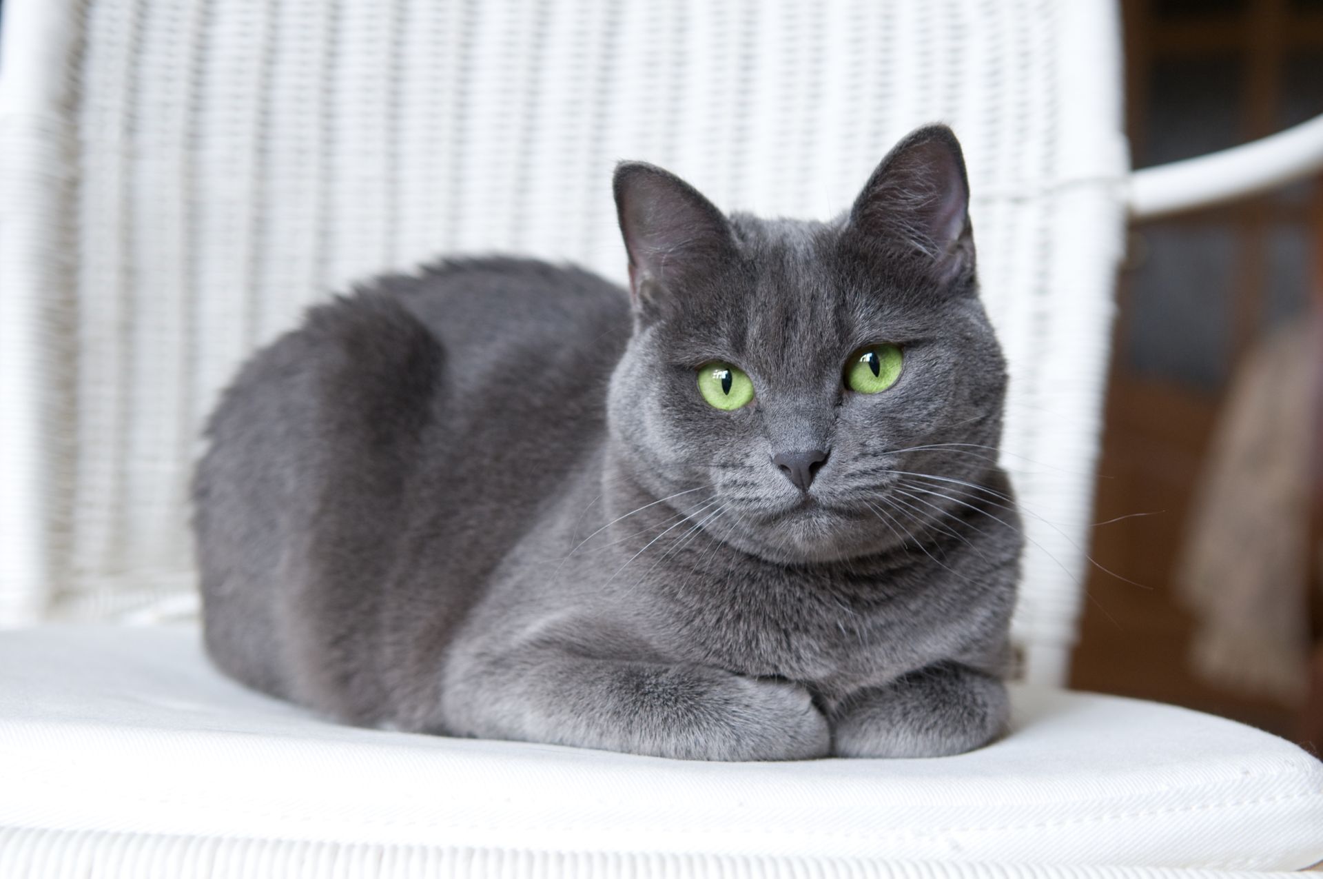 Russian Blue Cat Breed Guide - PetPlace