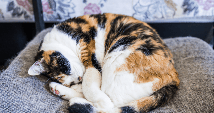 A Calico cat stretches across a tiled floor.