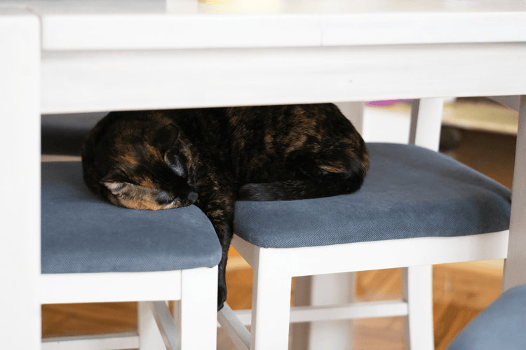 A black-and-brown cat sleeping across two chair underneath a table.