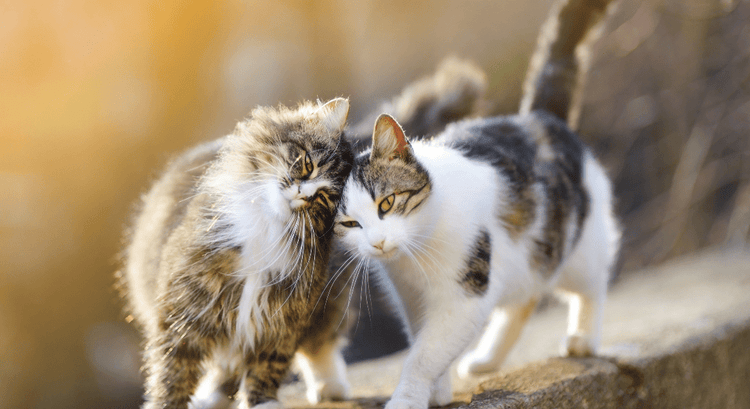 Two cat friends rub heads while walking along a raised wall.