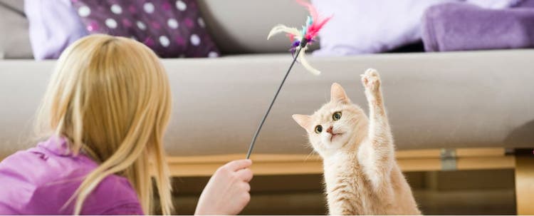 Here are ways to enrich your indoor cat's life.