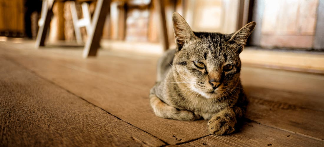 Brain Teaser Month: 5 Brain Games To Keep Your Cat Mentally