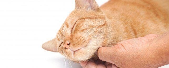 The Reasons Why Cats Purr PetPlace