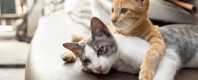 What Is Cat Chattering & Why Do They Do It?