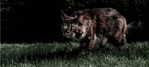 Cat - Hunting, Nocturnal, Feline