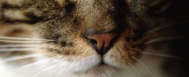 Fever: Can You Tell By Feeling Your Cat's Nose?