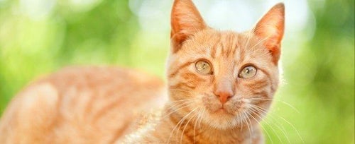 orange cats with green eyes