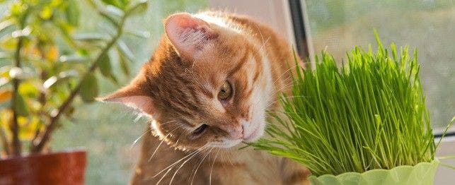 How to stop my shop cat from eating plants