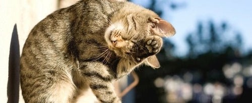 The Definitive Guide to Cat Behavior and Body Language – tuft + paw