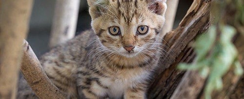 Cats that clearance climb trees