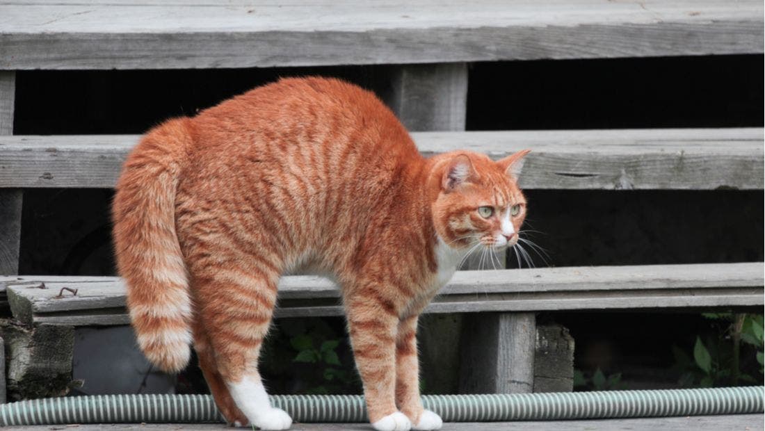 Why Do Cats Arch Their Backs PetPlace