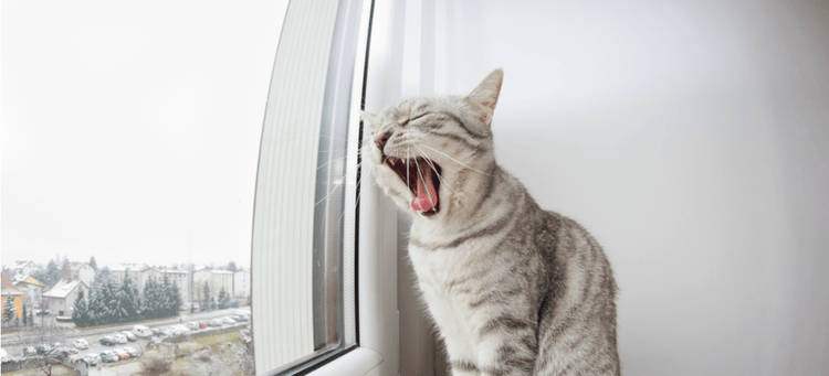 A bored looks out the window and lets out a yawn.
