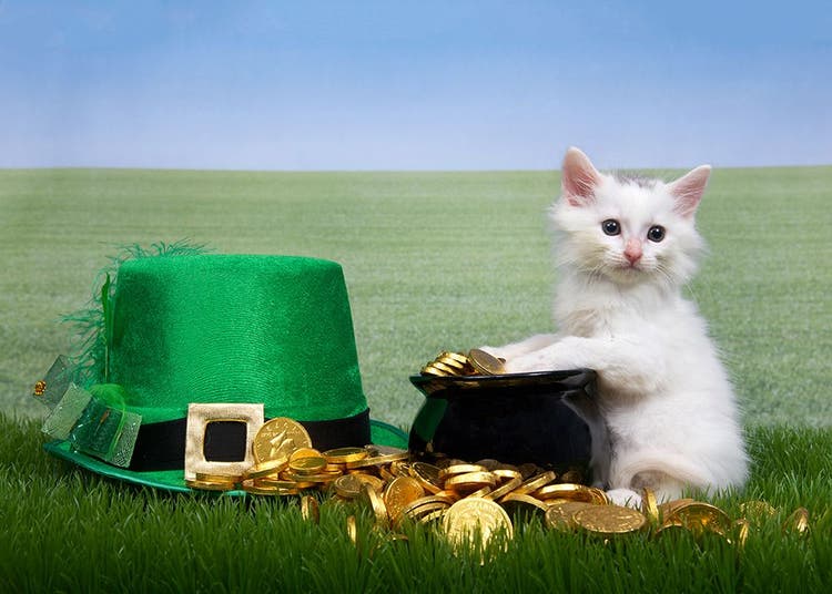 Ten Reasons to Feel Lucky for Your Cat