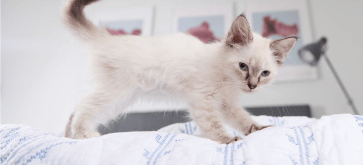A kitten kneading a white blanket.