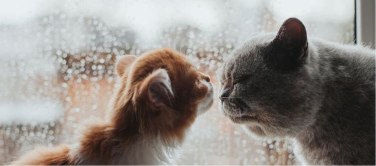 Why do cats sniff each other's butts?