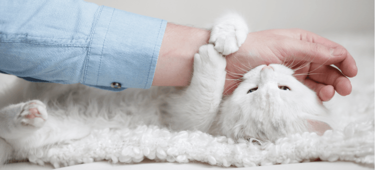 A kitten bites its owners arm, which is normal behavior.