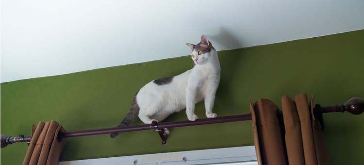 Why is my cat climbing the walls?