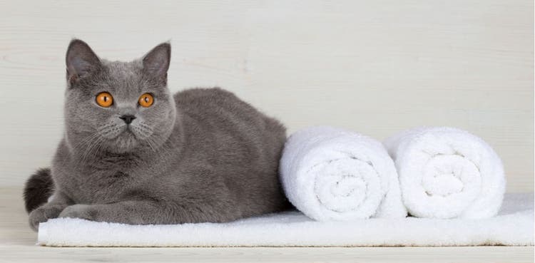 A cat rests beside some fresh, white towels.