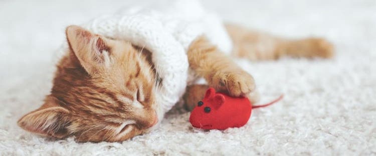 Cat Sleeps with Toy Mouse