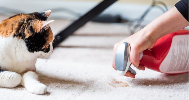 Hacks for Cleaning Up Cat Hairballs