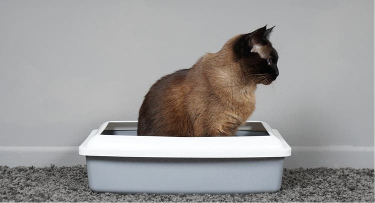 A siamese cat sitting in its litter box.