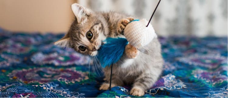 A cat nibbles on its toy.