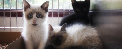 Online kitten hot sale adoption