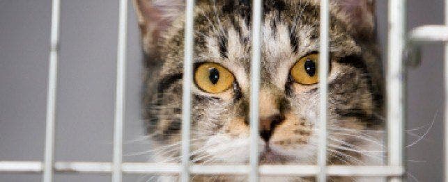 How to Help Shelter Cats | PetPlace.com