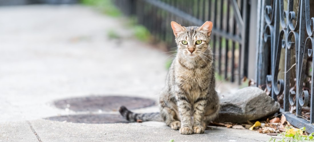 National Feral Cat Day | PetPlace.com